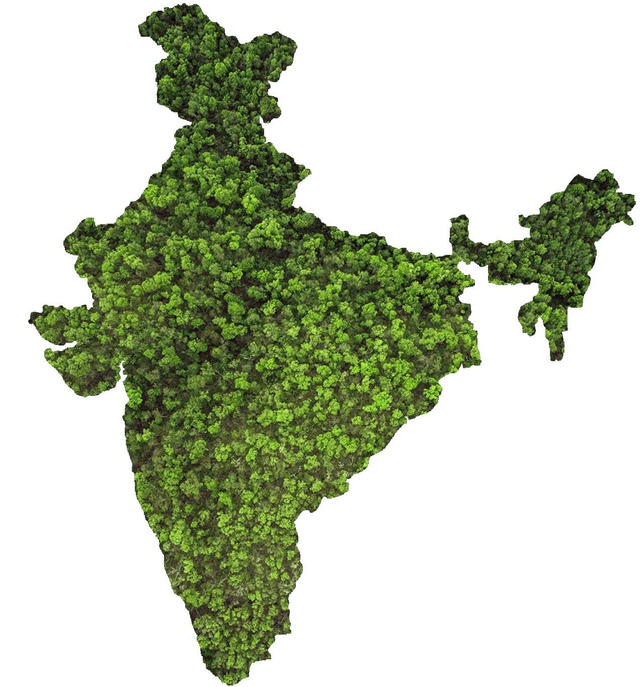 Discover the Essence of Ayurveda